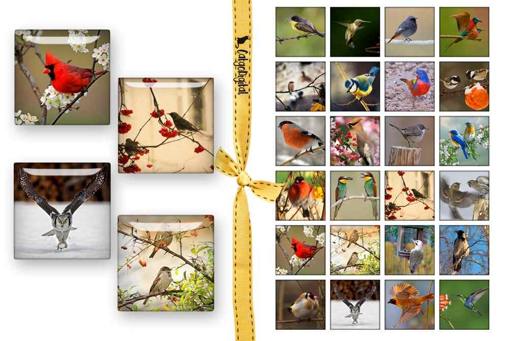 Birds Square printable images