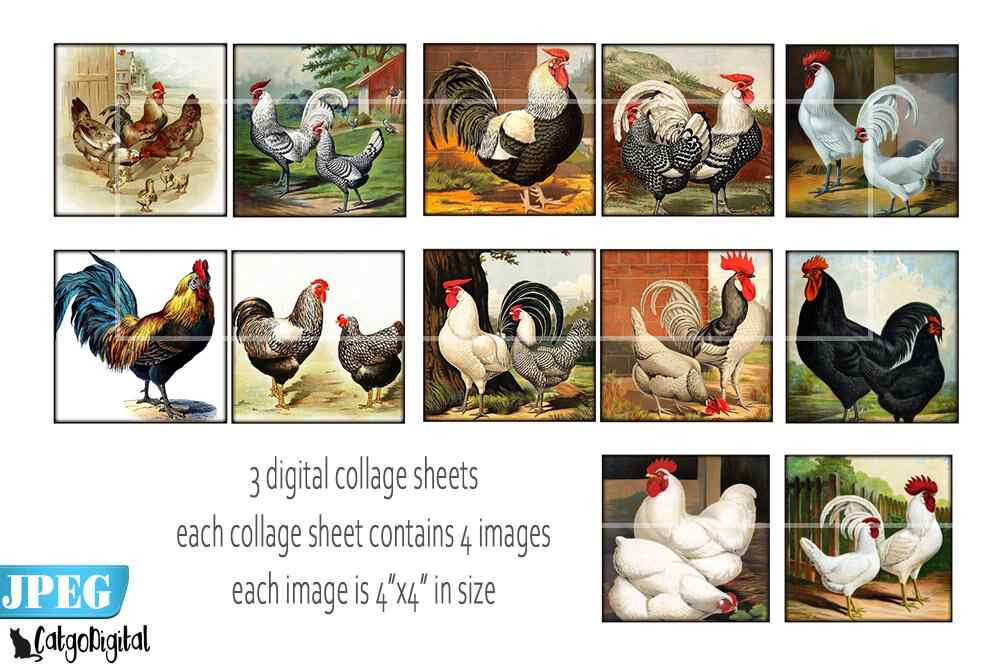 Poultry Chicken Digital printable images