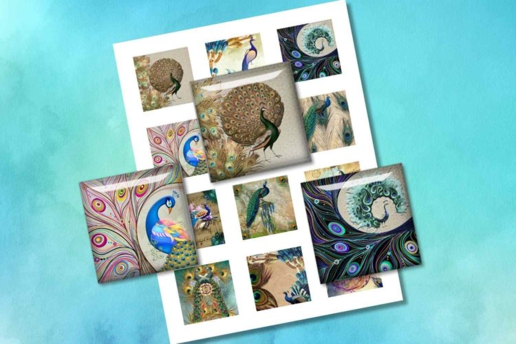 Birds Feather Peafowl Colorful Birds Collage Sheet Squares