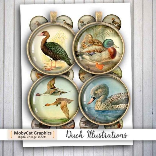 Duck old Illustrations Printable Rounds Collage Sheets
