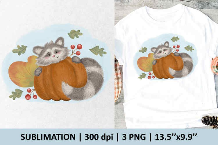 Racoon with pumpkin – 1 sublimation design – 3 P